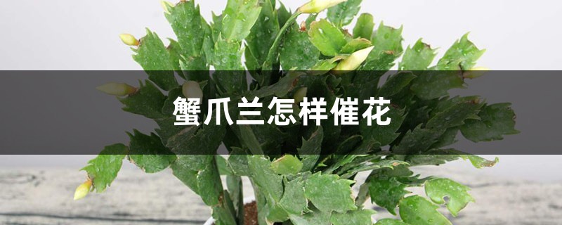 蟹爪兰怎样催花，花期有多长