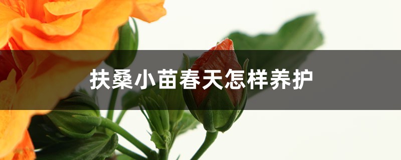 扶桑小苗春天怎样养护