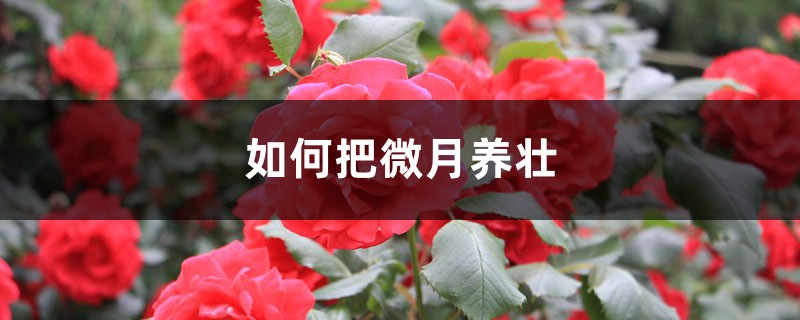 如何把微月养壮