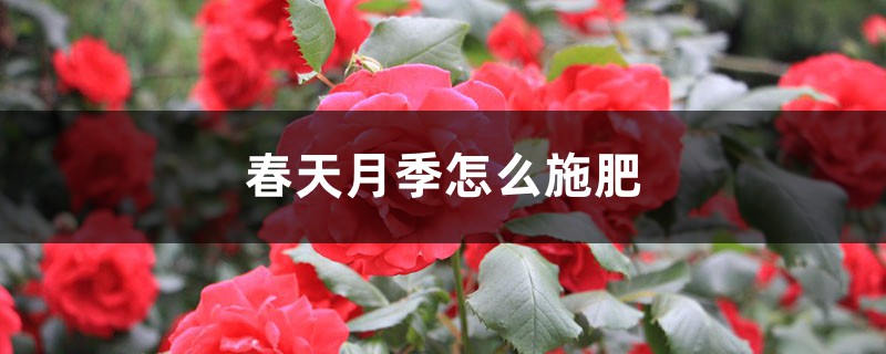 春天月季怎么施肥