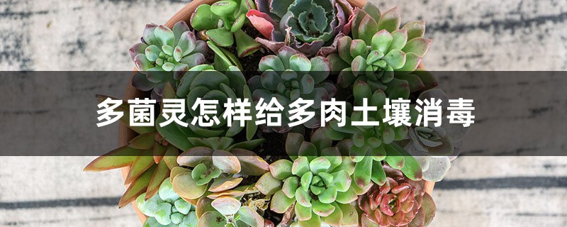多菌灵怎样给多肉土壤消毒