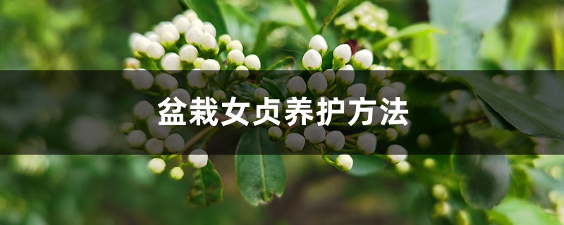 盆栽女贞养护方法