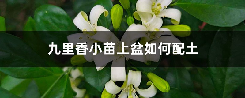 九里香小苗上盆如何配土