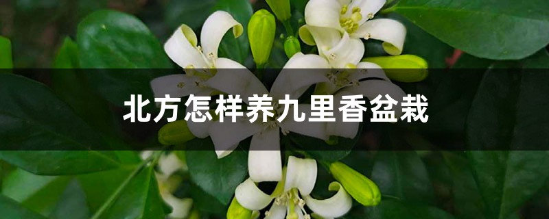 北方怎样养九里香盆栽