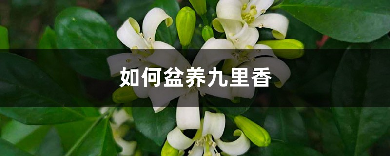 如何盆养九里香