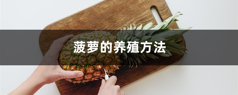 菠萝的养殖方法