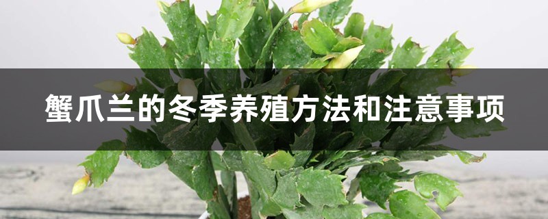 蟹爪兰的冬季养殖方法和注意事项