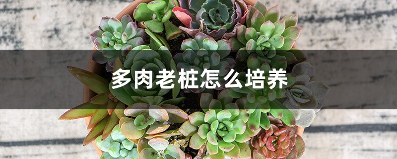 多肉老桩怎么培养