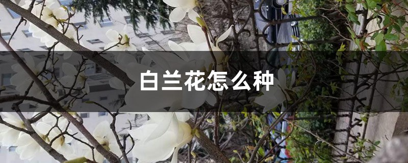 白兰花怎么种