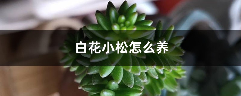 白花小松怎么养