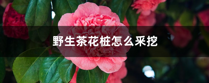 野生茶花桩怎么釆挖