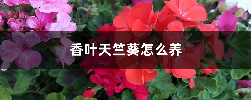 香叶天竺葵怎么养