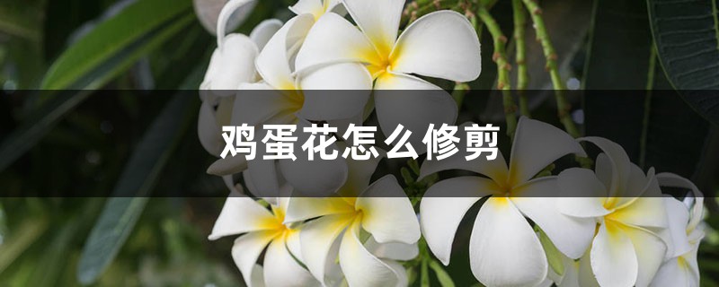 鸡蛋花怎么修剪