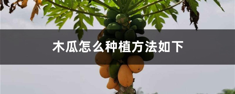 木瓜怎么种植盆栽