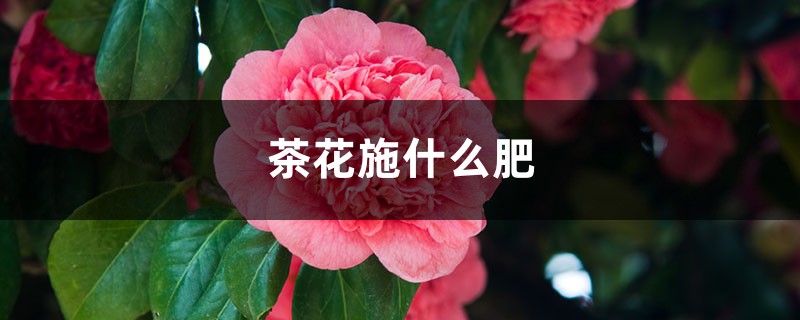 茶花施什么肥最好，什么时候施肥