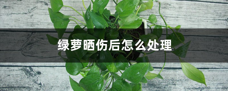 绿萝晒伤后怎么处理