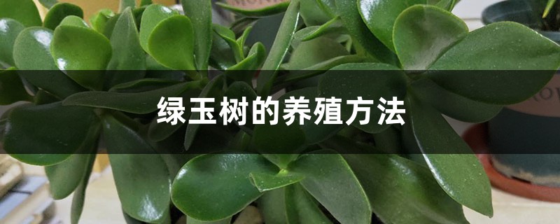 绿玉树的养殖方法