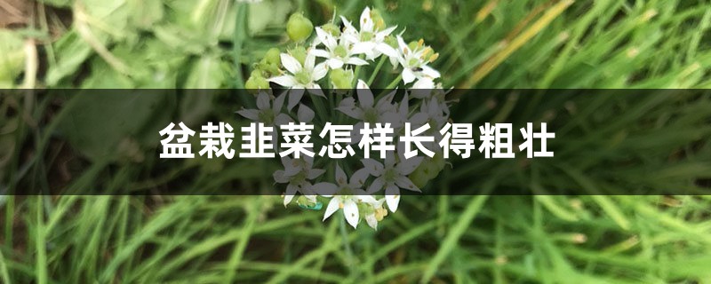 盆栽韭菜怎样长得粗壮