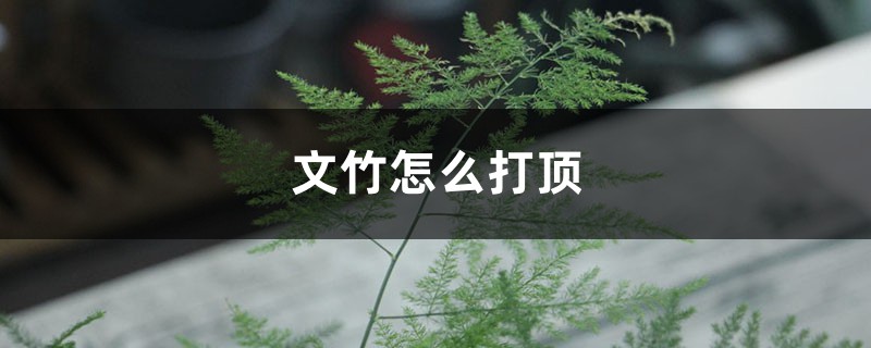 文竹怎么打顶