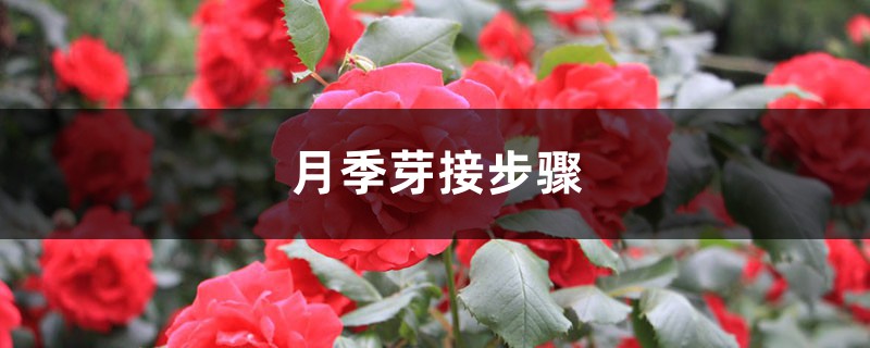 月季芽接步骤