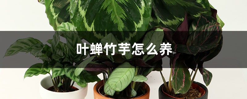 叶蝉竹芋怎么养