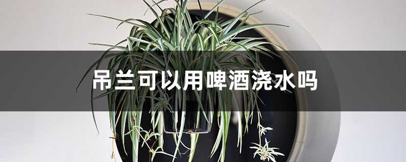 吊兰可以用啤酒浇水吗