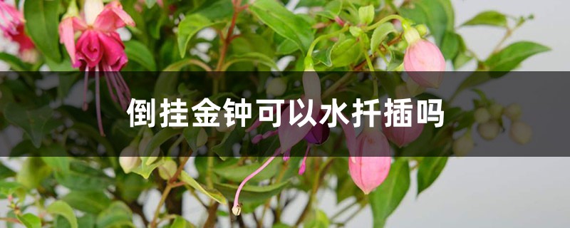 倒挂金钟可以水扦插吗