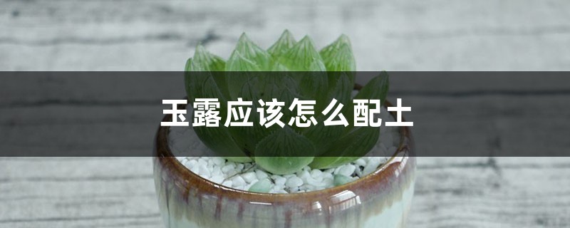 玉露应该怎么配土