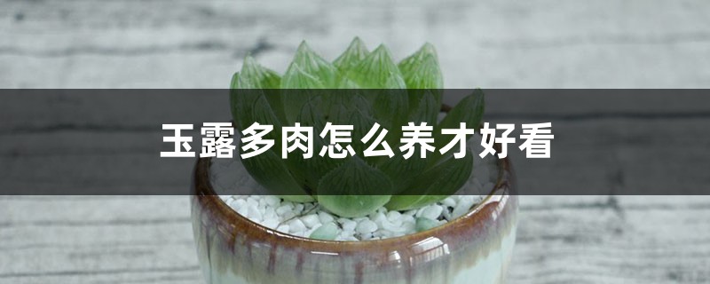 玉露多肉怎么养才好看
