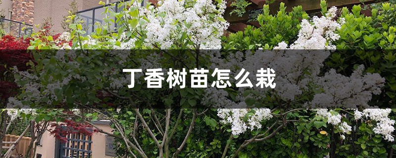 丁香树苗怎么栽