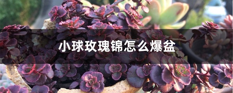 小球玫瑰锦怎么爆盆