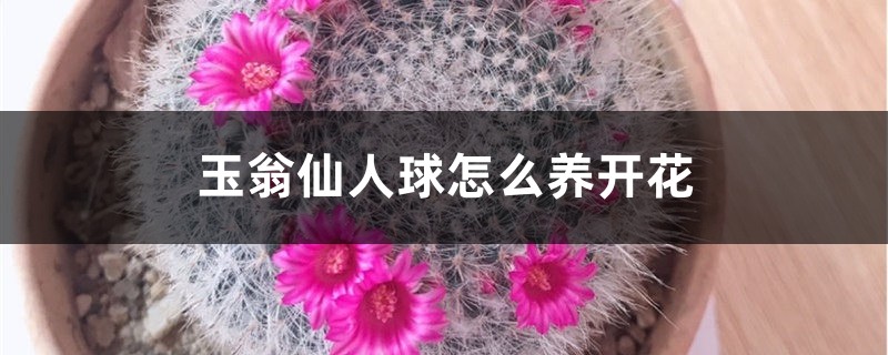 玉翁仙人球怎么养开花