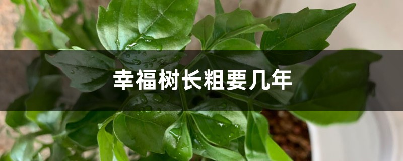 幸福树长粗要几年