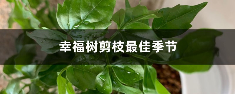 幸福树什么季节适合剪枝