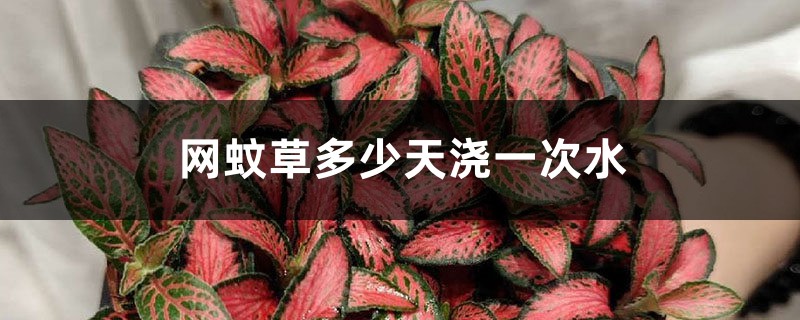网纹草多少天浇一次水