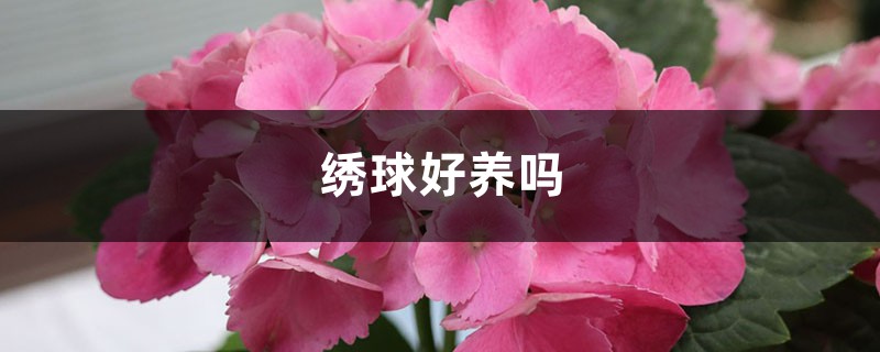 绣球好养吗，什么品种好养