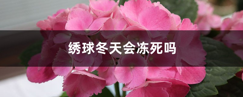 绣球冬天室外会冻死吗