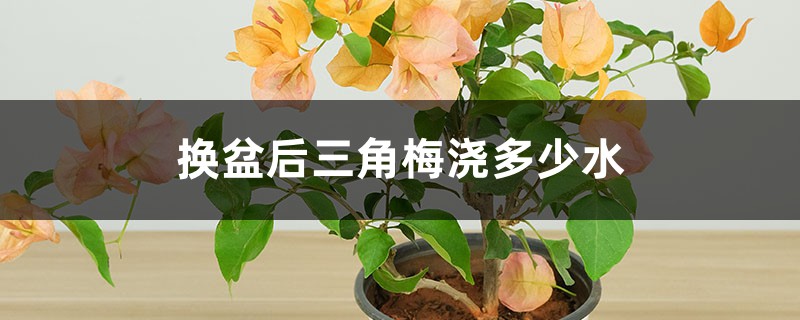 换盆后三角梅浇多少水