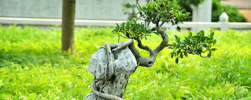 盆景怎么养