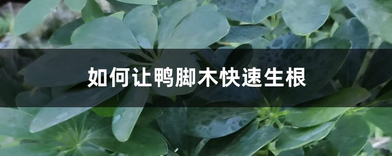 如何让鸭脚木快速生根