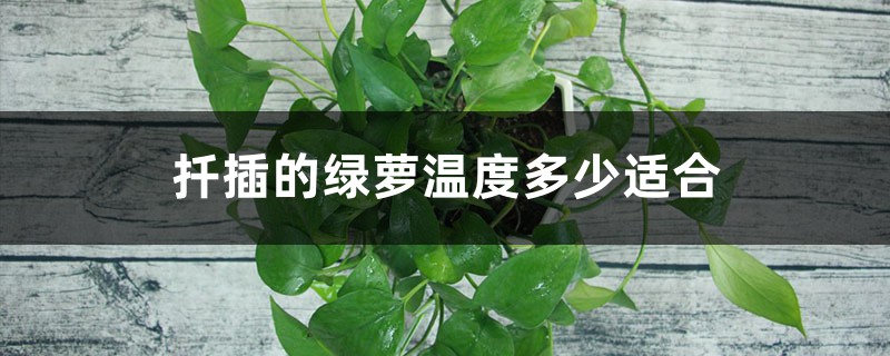 扦插的绿萝温度多少适合
