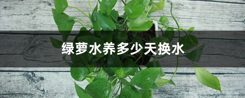绿萝水养多少天换水