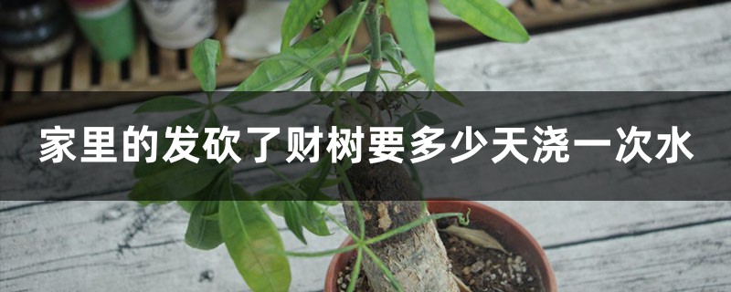 家里的发财树要多少天浇一次水