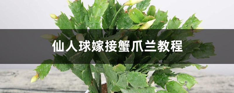 仙人球嫁接蟹爪兰教程
