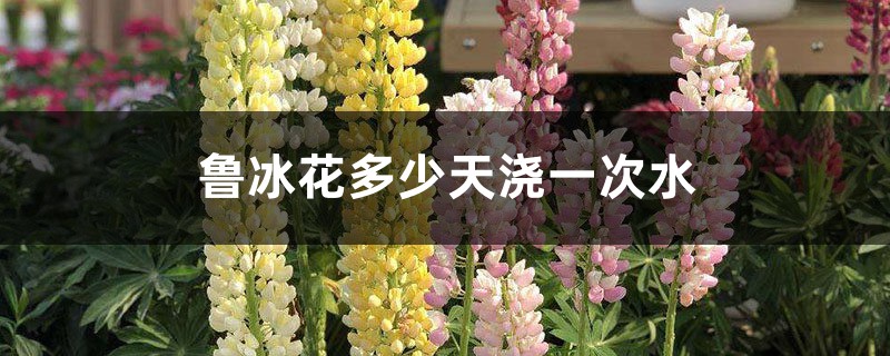鲁冰花多少天浇一次水
