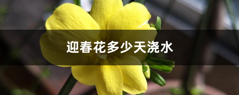 迎春花多少天浇次水