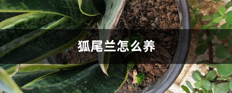虎尾兰怎么养，有什么注意事项