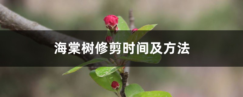 海棠树修剪时间及方法