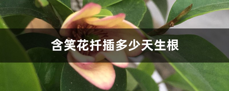 含笑花扦插多少天生根