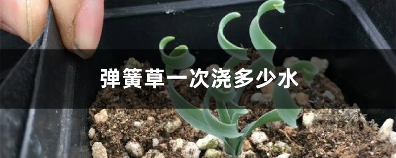 弹簧草一次浇多少水